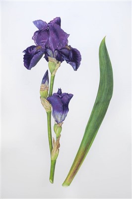 Lot 501 - Highgrove Florilegium.