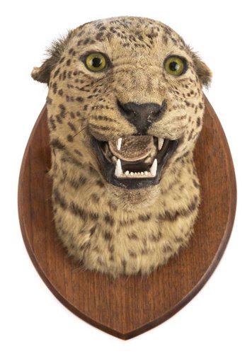 Lot 554 - Leopard.