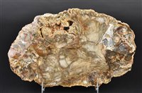 Lot 228 - Large Fossil Wood Section