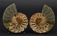 Lot 217 - Cleoniceras