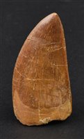 Lot 239 - Tyrannosaurus Tooth
