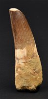 Lot 236 - Spinosaurus Tooth