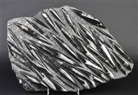 Lot 232 - Orthoceras Fossil Marble Slab