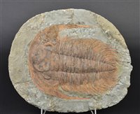Lot 233 - Paradoxides Trilobite