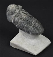 Lot 220 - Drotops Megalomanicus