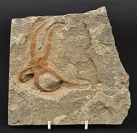 Lot 223 - Fossil Starfish