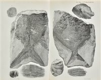 Lot 164 - Geological Society.