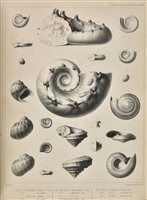 Lot 164 - Geological Society.