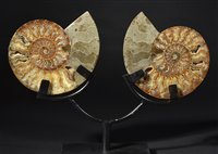 Lot 218 - Cleoniceras.