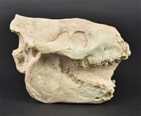 Lot 231 - Oreodant Skull