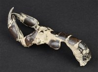 Lot 225 - Fossilised Crayfish.