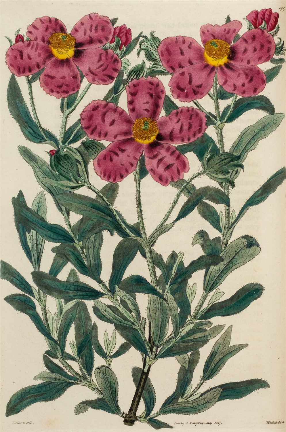 Lot 365 - Sweet (Robert). Cistineae, 1825-1830