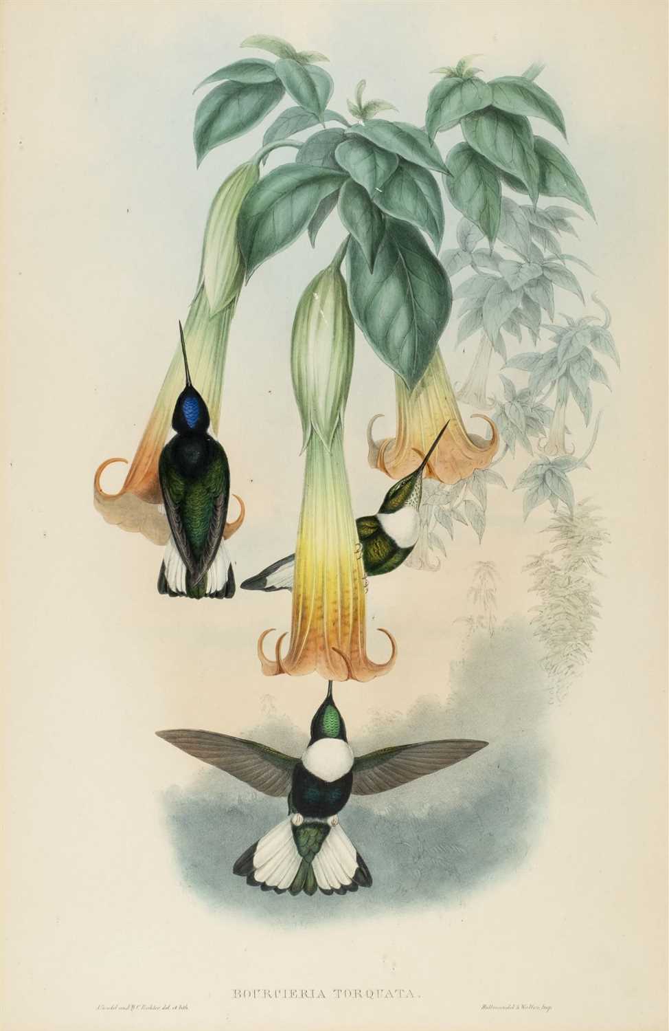Lot 78 - Gould (J. & Richter H. C.). Humming Birds, [1850]