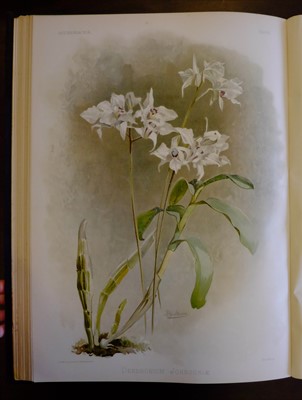 Lot 60 - Sander (Frederick). Reichenbachia, 4 volumes, 1st edition, 1886-95