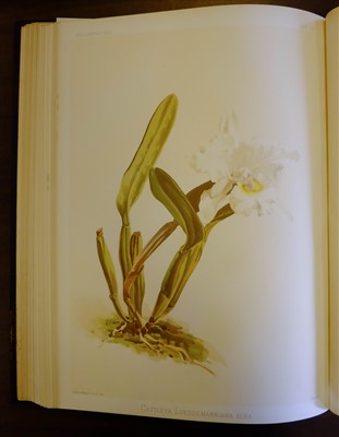 Lot 60 - Sander (Frederick). Reichenbachia, 4 volumes, 1st edition, 1886-95
