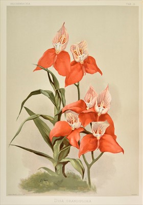 Lot 60 - Sander (Frederick). Reichenbachia, 4 volumes, 1st edition, 1886-95