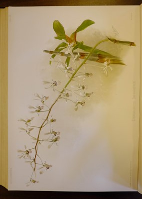 Lot 60 - Sander (Frederick). Reichenbachia, 4 volumes, 1st edition, 1886-95