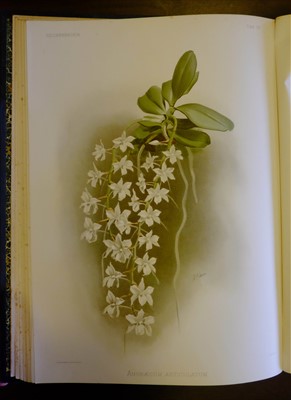 Lot 60 - Sander (Frederick). Reichenbachia, 4 volumes, 1st edition, 1886-95