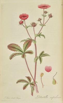 Lot 301 - Hooker (William Jackson). Exotic Flora, 3 volumes, 1st edition, 1823-27