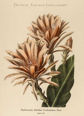 Lot 114 - Schumann (Karl). Blühende Kakteen (Iconographia Cactacearum), 1st edition, 1900-21