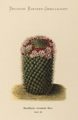 Lot 114 - Schumann (Karl). Blühende Kakteen (Iconographia Cactacearum), 1st edition, 1900-21