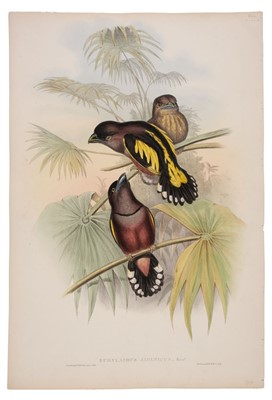 Lot 91 - Gould (John, 1804-1881). Picus Insularis (Formosan Spotted Woodpecker)
