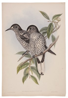 Lot 91 - Gould (John, 1804-1881). Picus Insularis (Formosan Spotted Woodpecker)