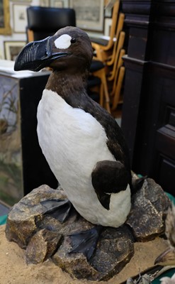 Lot 222 - Taxidermy. Great auk replica by Rowland Ward Ltd for Vivian Hewitt, 1922