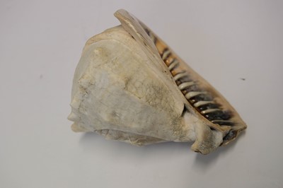 Lot 10 - Cameo. A 19th century conch shell