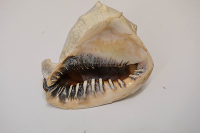 Lot 10 - Cameo. A 19th century conch shell