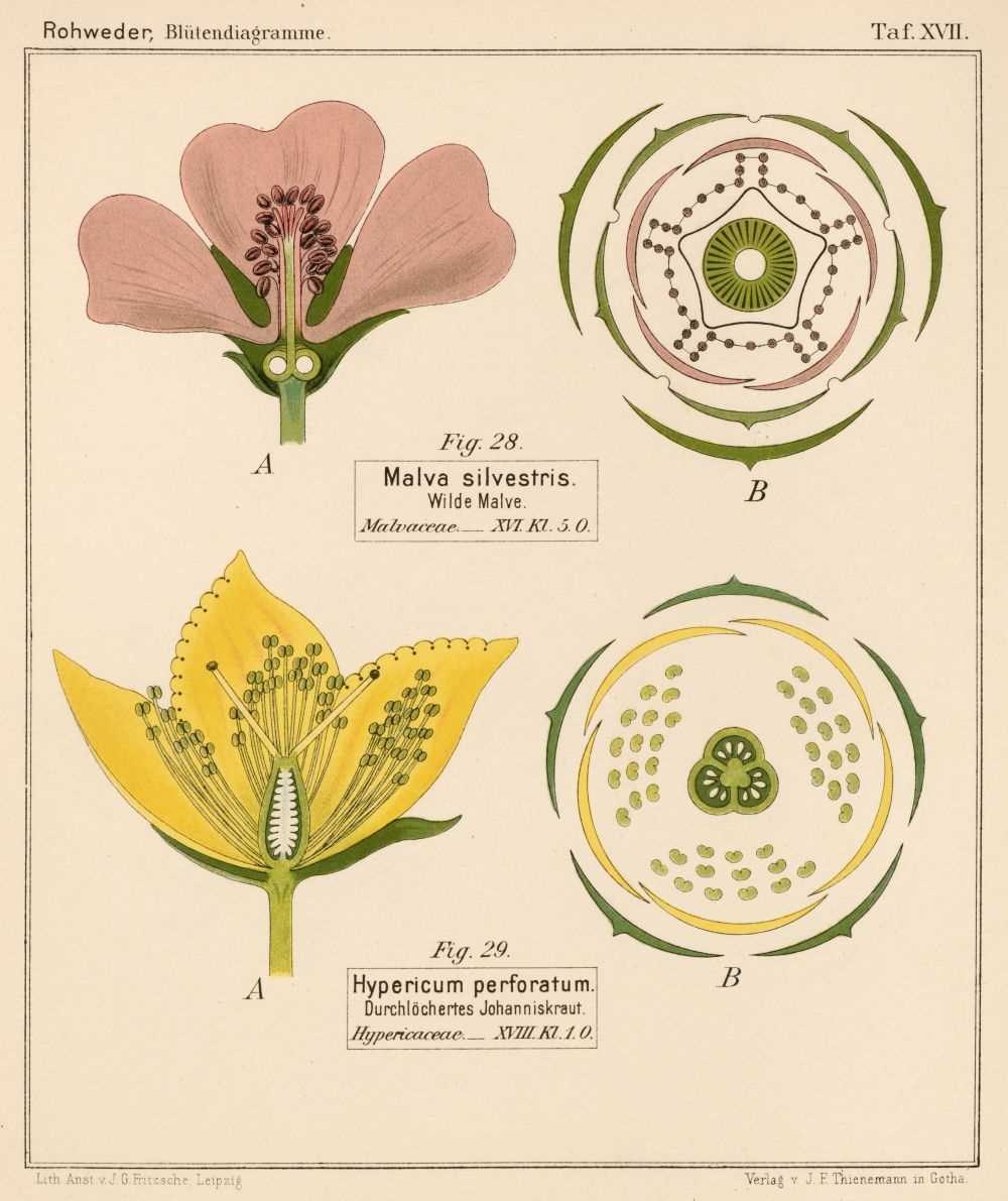 Lot 124 - Rohweder (Joachim). Blütendiagramme nebst Längsschnittbildern von ausgewählten..., 1893