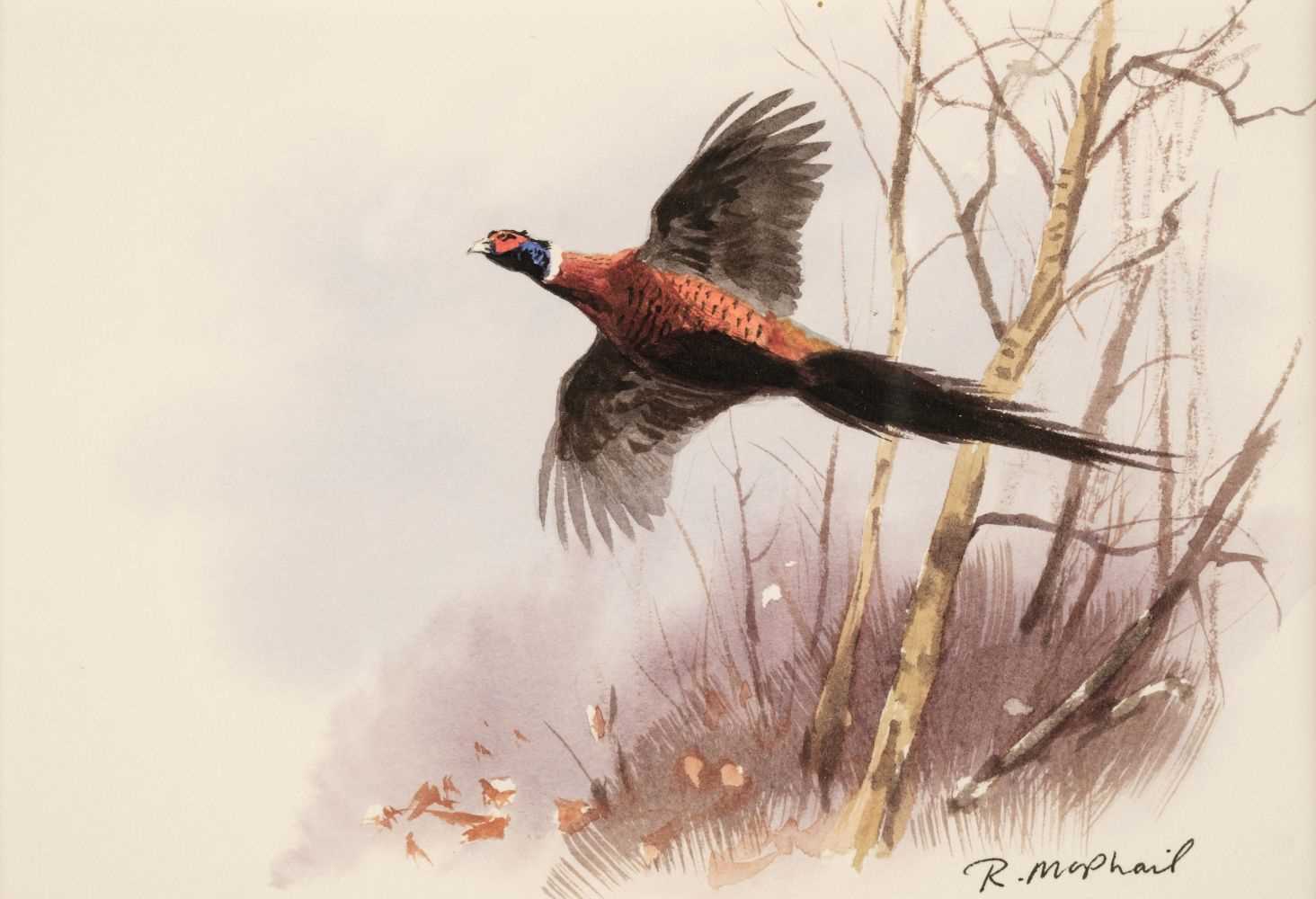 Lot 157 - McPhail (Roger). Six watercolours of Gamebirds, late 20th century