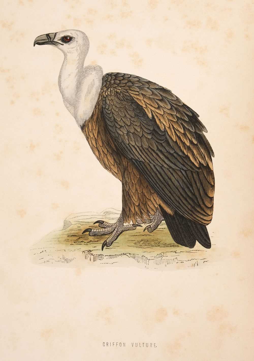 Lot 67 - Morris (Francis Orpen). A History of British Birds, 2nd edition, 4 volumes (of 6), 1870