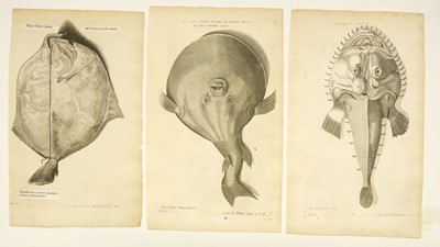 Lot 176 - Fish. Willughby (Francis), A collection of 48 engravings, circa 1686