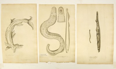 Lot 176 - Fish. Willughby (Francis), A collection of 48 engravings, circa 1686