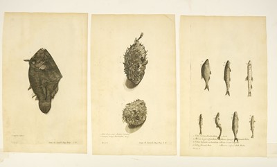 Lot 176 - Fish. Willughby (Francis), A collection of 48 engravings, circa 1686