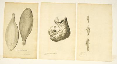Lot 176 - Fish. Willughby (Francis), A collection of 48 engravings, circa 1686