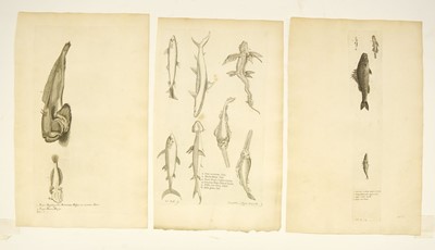 Lot 176 - Fish. Willughby (Francis), A collection of 48 engravings, circa 1686