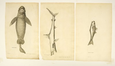 Lot 176 - Fish. Willughby (Francis), A collection of 48 engravings, circa 1686