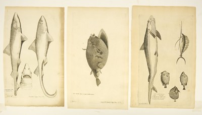 Lot 176 - Fish. Willughby (Francis), A collection of 48 engravings, circa 1686