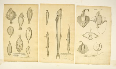 Lot 176 - Fish. Willughby (Francis), A collection of 48 engravings, circa 1686