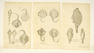 Lot 176 - Fish. Willughby (Francis), A collection of 48 engravings, circa 1686