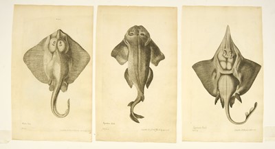 Lot 176 - Fish. Willughby (Francis), A collection of 48 engravings, circa 1686