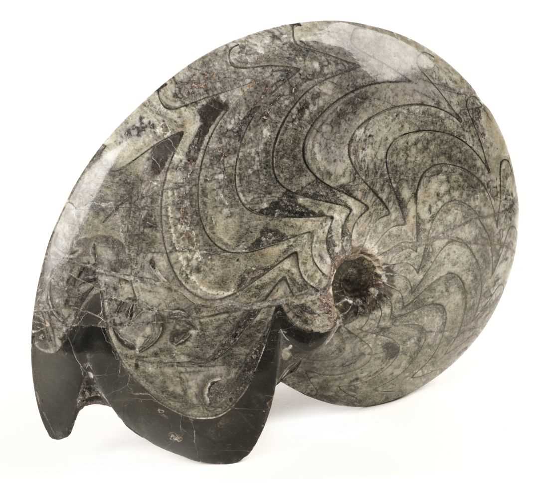 Lot 68 - Fossilised Goniatite. An older relative on an Ammonite from Alnif in Morocco, 400 million years old