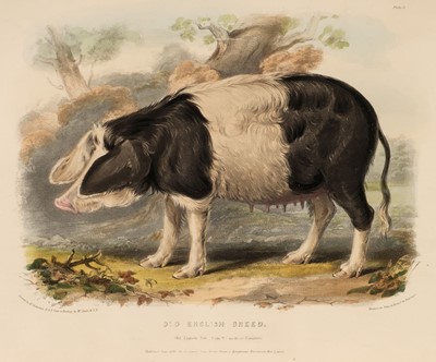Lot 57 - Low (David). The Breeds of the Domestic Animals of the British Islands, 1842