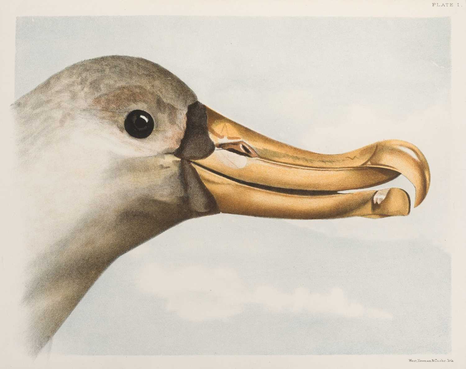 Lot 92 - Green (J. F.) Ocean Birds, 1st edition, 1887