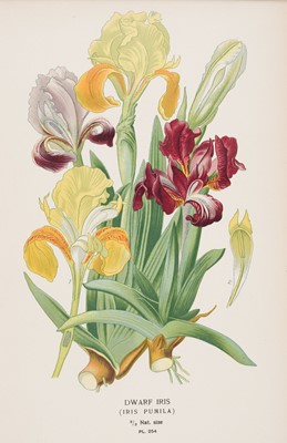 Lot 119 - Step (Edward). A collection of approximately 80 prints, circa 1897