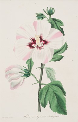 Lot 89 - Botany. A collection of approximately 100 prints, late 19th & early 20th-century