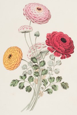 Lot 296 - Brookshaw (George). Groups of Flowers, Drawn and Accurately Coloured after Nature, 2nd edition, 1819