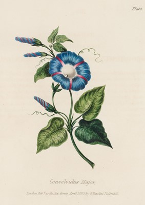 Lot 365 - Testolini (Gaetano). Rudiments of Drawing, Shadowing, and Colouring Flowers in Water Colours, 1818
